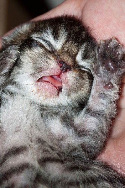 Юлия Фигероа Артюшкина