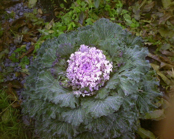 Диана Борисенко