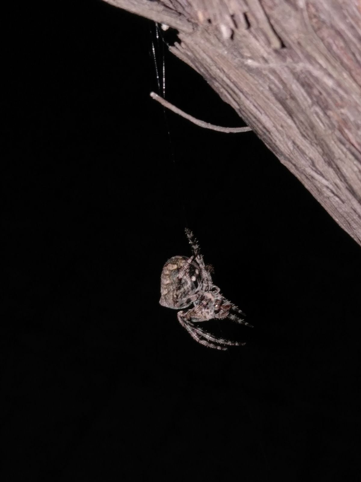 Андрей Севрюк