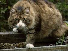 Мишман Миша