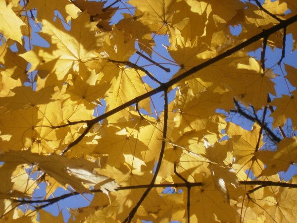 Елена Лубенникова