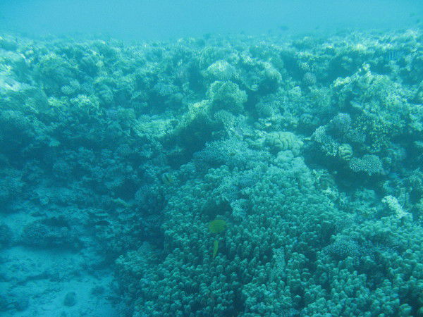 Алина Акчурина