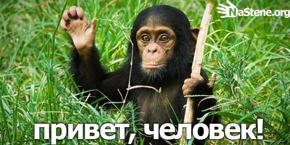 Андрей Горюшкин