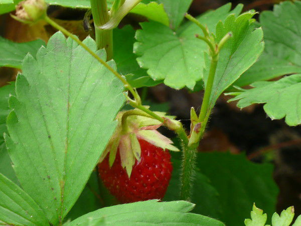 Светлана Горюнова