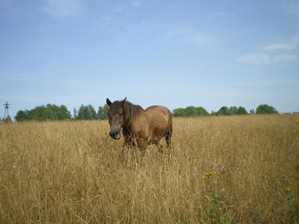 Юлия Малюта