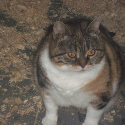 Инесса Черномашенцева