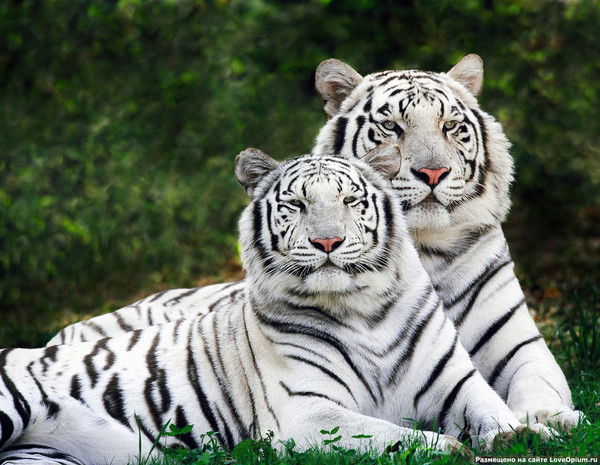 Бауржан Дуйсебаев