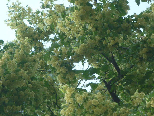 Надежда Абламская