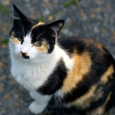 Алена Мещерякова