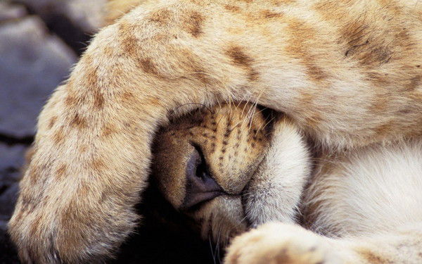 Светлана Лисина