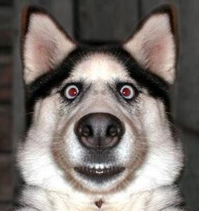 Николай Данилов