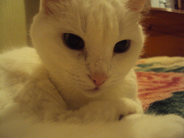 Юрий Тебеньков