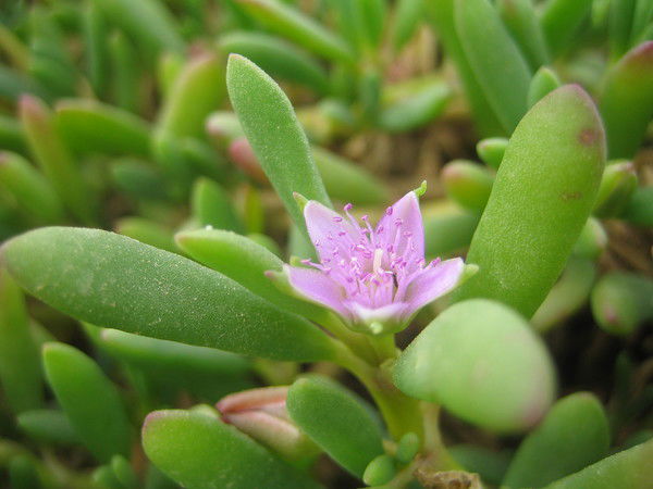 Юлия Санникова