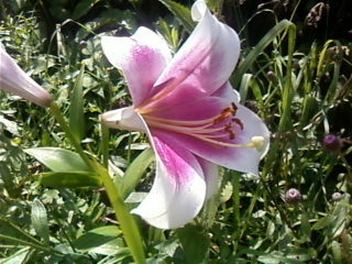 Лариса Жуйкова