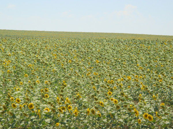 Татьяна Махиборода