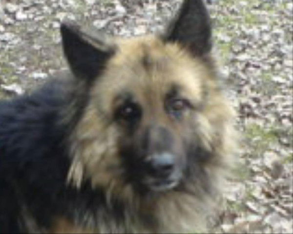 Василий Ходанович