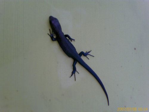 Светлана Лебедева