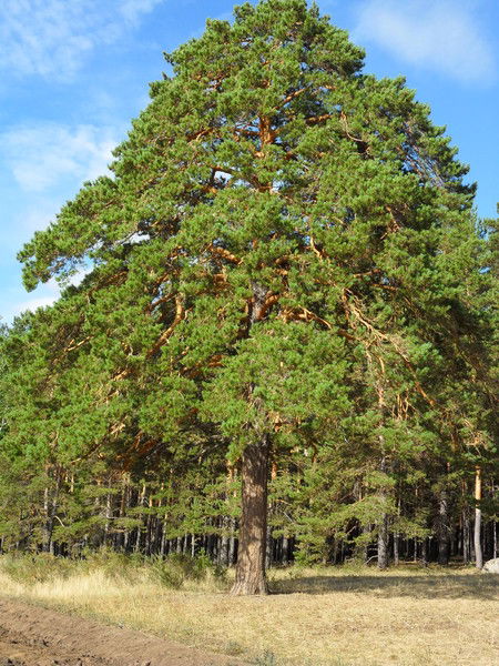 Конысбек Куттымуратов