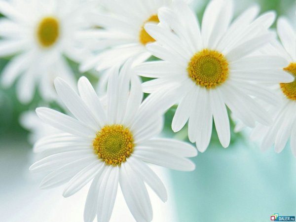 Наталья Гарина