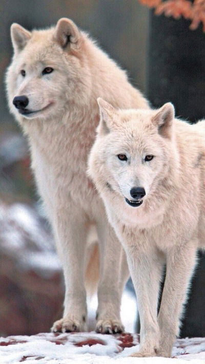 Никита Игушев