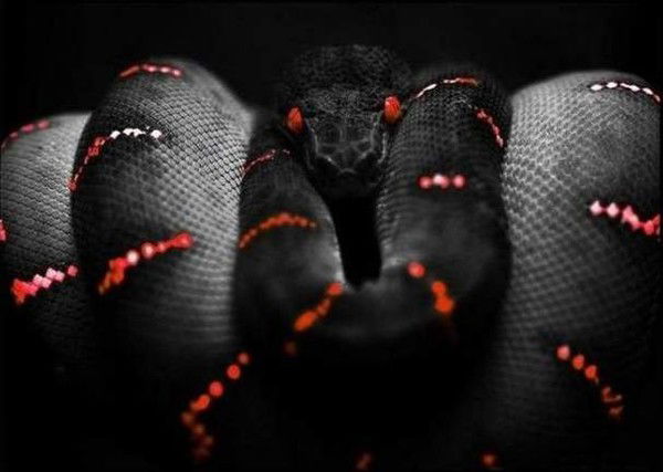 Дарья Поливода