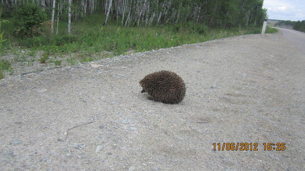 Андрей Яковлев
