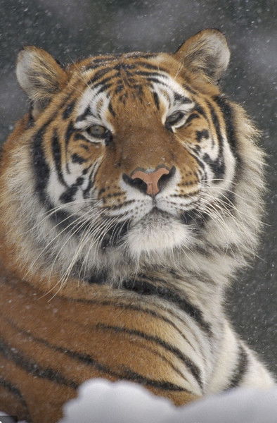 Турпал Азиев