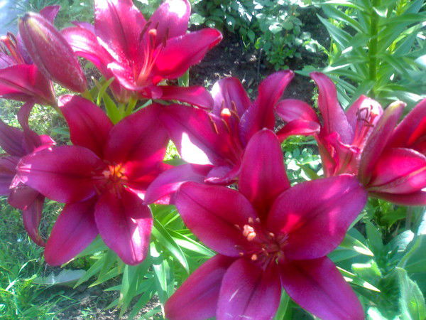 Любовь Парфенова