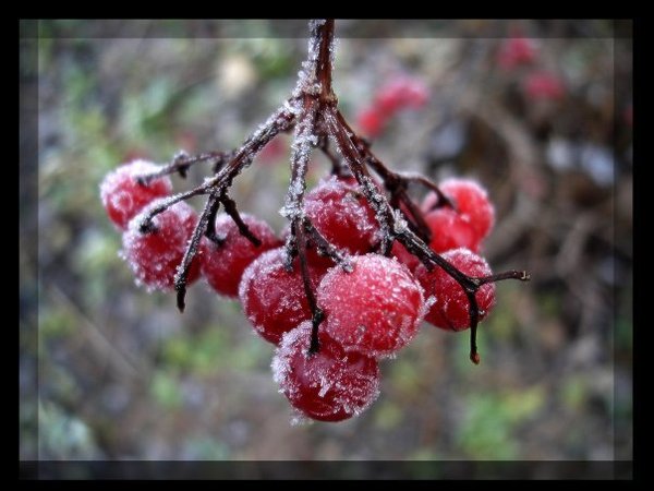 Дарина Альтова