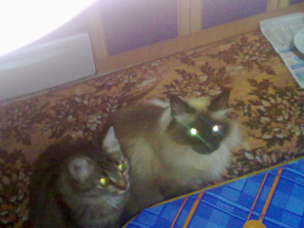 Анна Бургучева