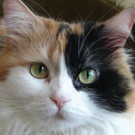 Кор Наталия