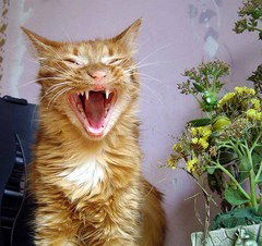 Оксана Голова