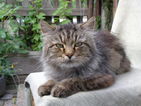 Елена *********