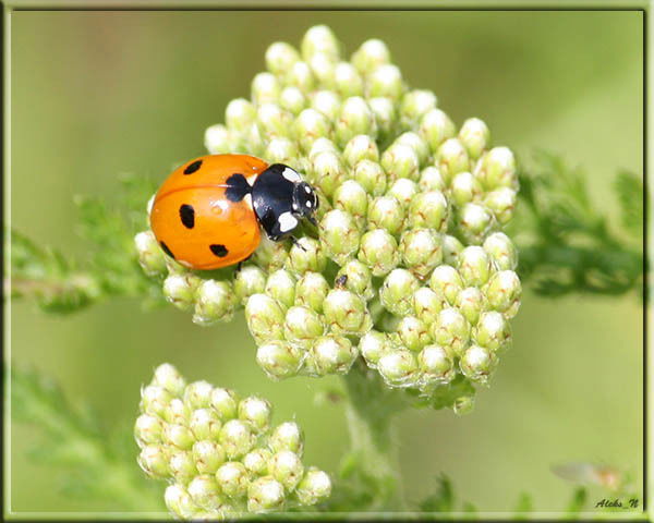 Наталия Вавилова