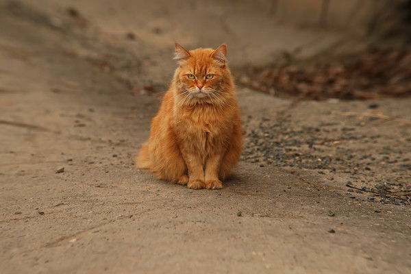 Анатолий Нагорнов