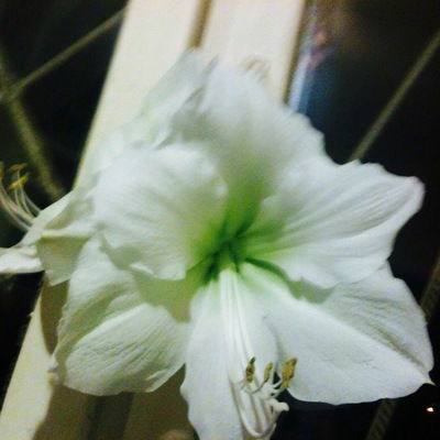 Наталия Алексеева