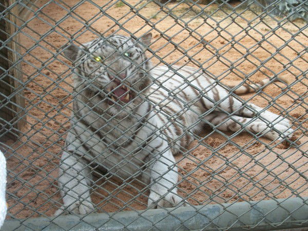 Ник Баникин