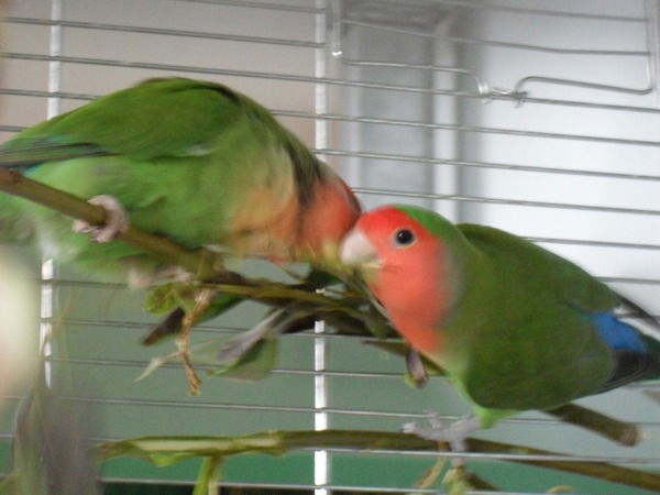 Маргарита Забелина