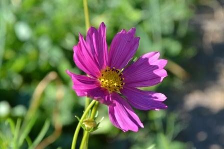 Ксения Калмыкова