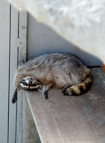 Светлана Вяткина