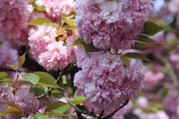 Мирослава Чубірка