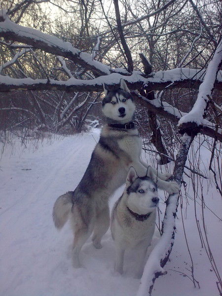Александр Фитисов