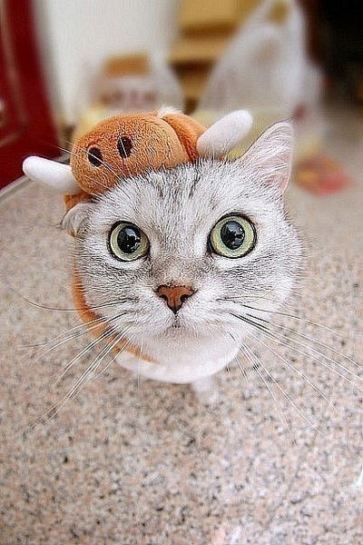 Яна Дьяконова