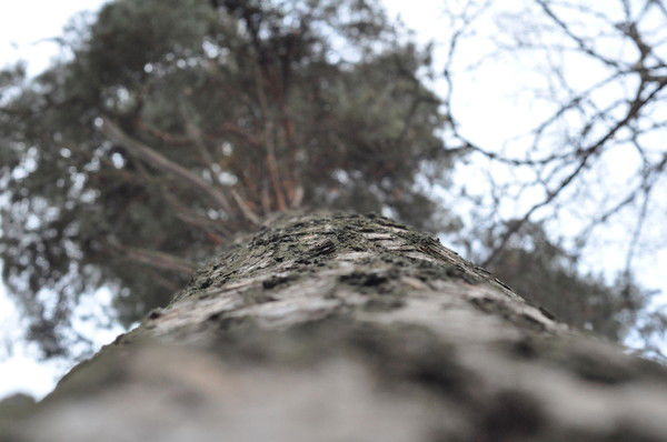 Елена Дятко