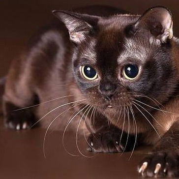 Елена Козырь