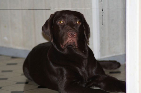 Гульнара Ахмедова