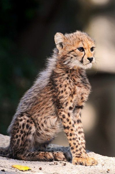 Наташа Кушнир