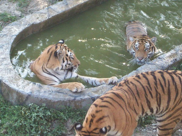 Денис Поляков