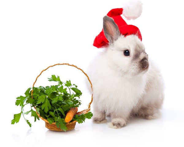 Элла Романенко