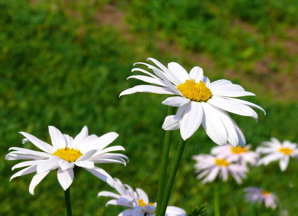 Ландыш Абайдуллова